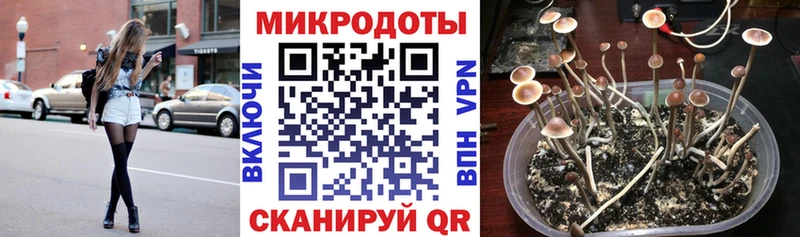 Псилоцибиновые грибы Psilocybe  купить наркоту  Данилов 